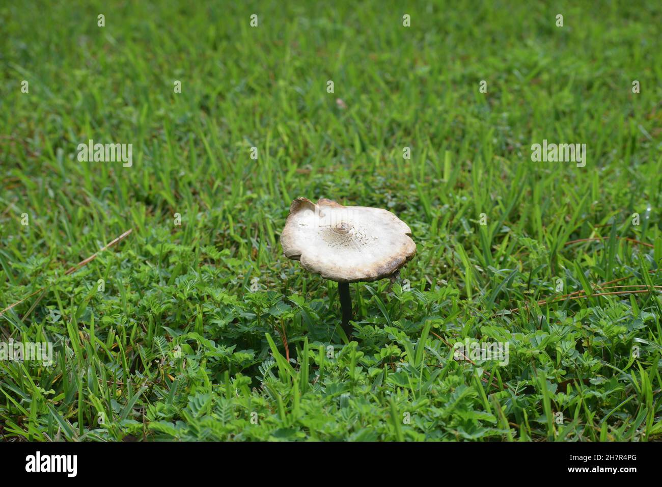 A dirty toadstool stands above a grassy area. Stock Photo