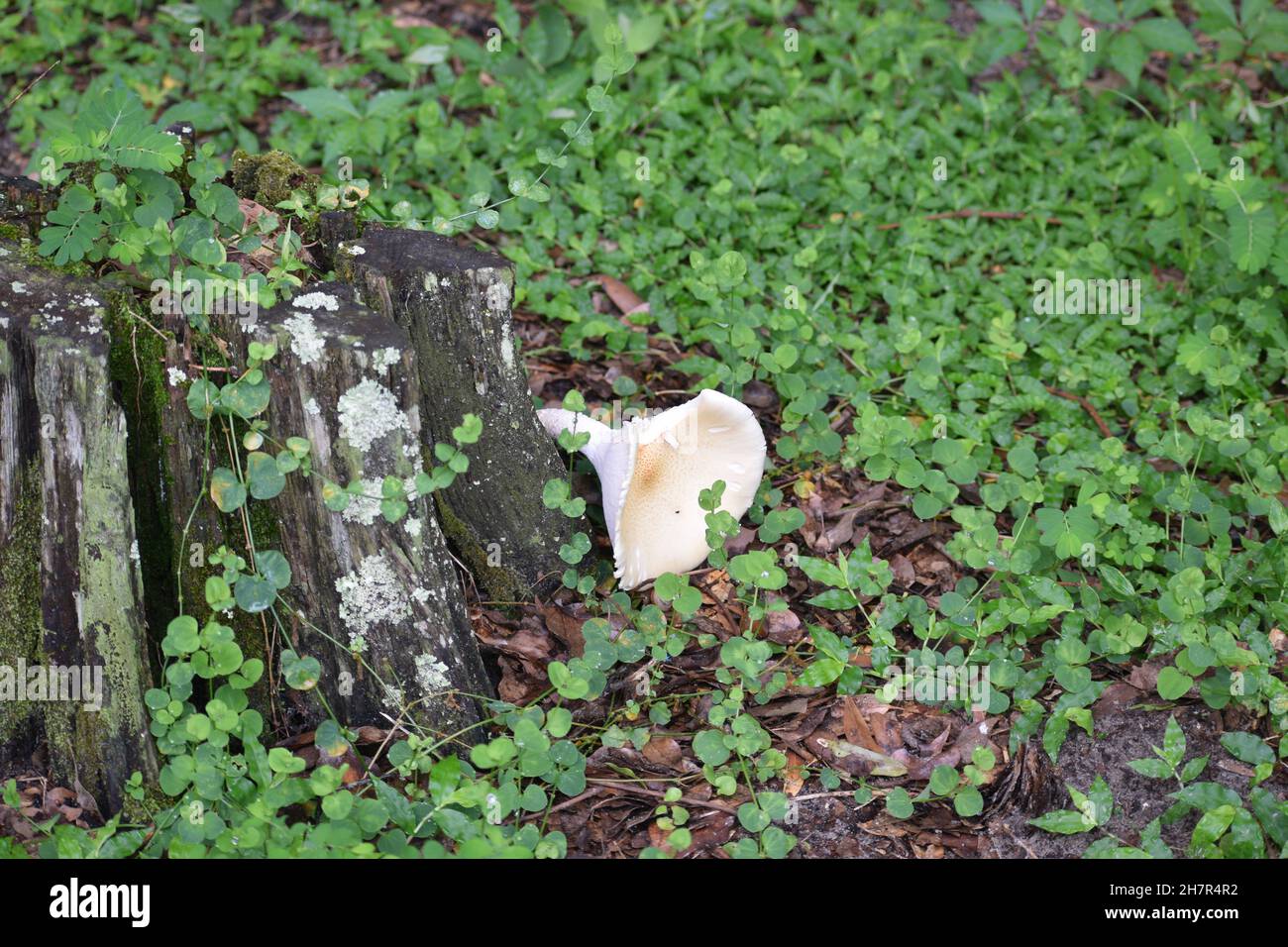 A funnel shaped mushroom lays on its side in the forest. Stock Photo