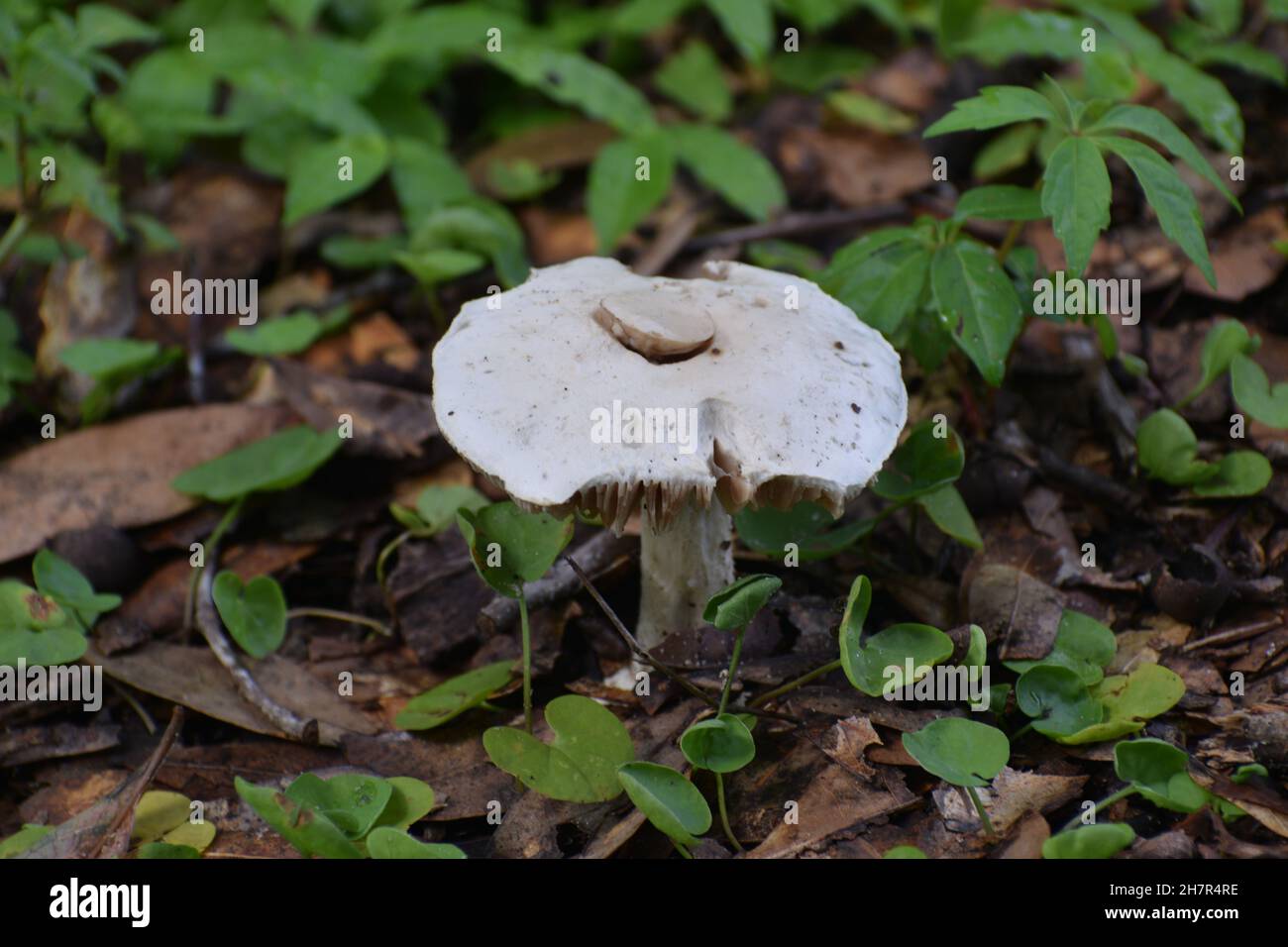 Close-up of big toadstool on hiking trail. Stock Photo