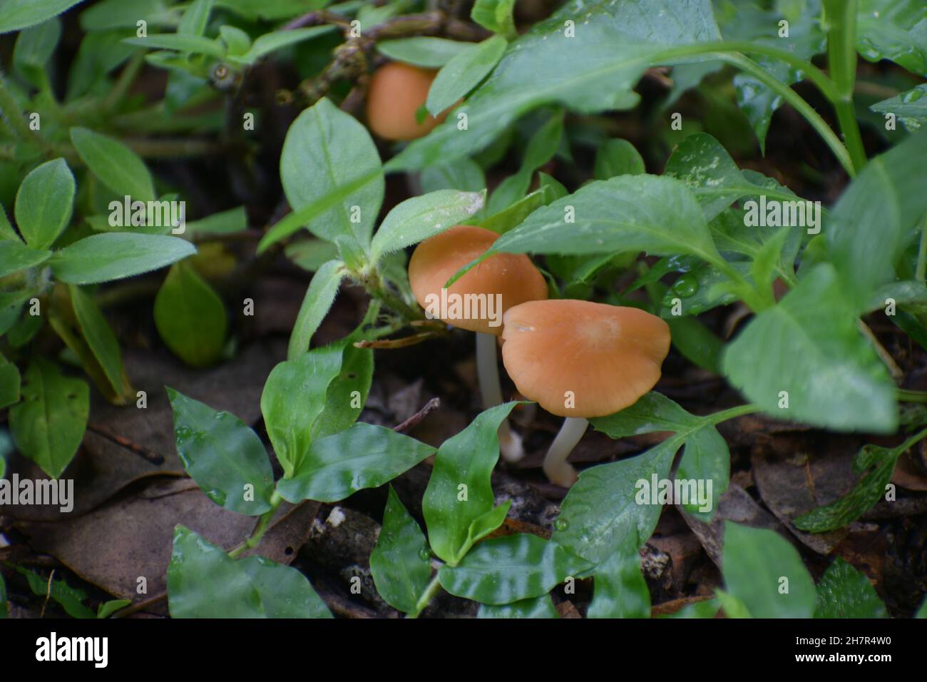 Small beautiful mushrooms grow naturally. Stock Photo