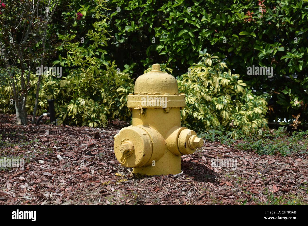 Close-up old yellow fire hydrant. Stock Photo