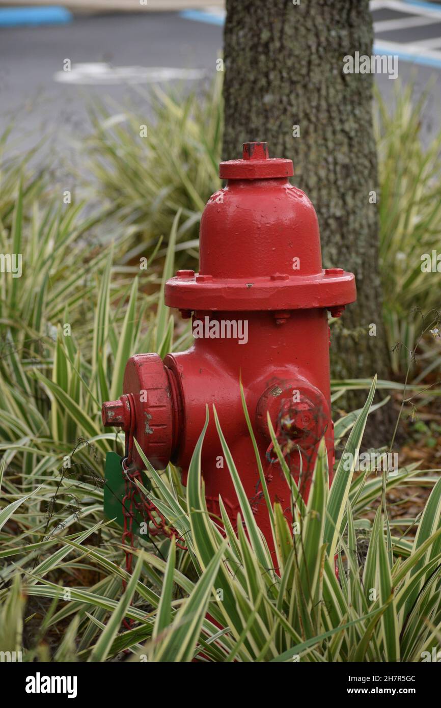 Bright red fire hydrant in garden Stock Photo Alamy