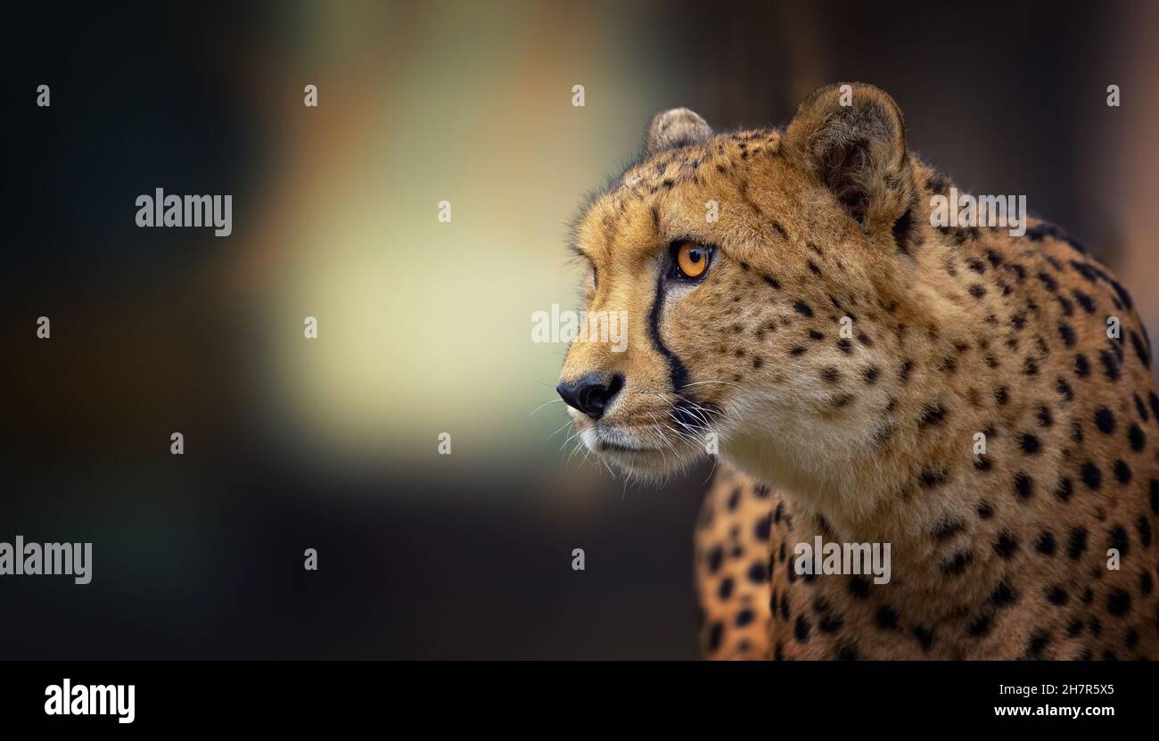 The rare gepard Acinonyx jubatus hunts for prey quietly and watches, the best photo. Stock Photo
