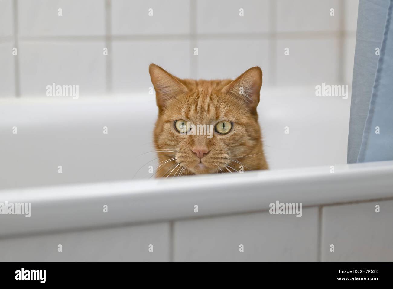 Cute red cat peeking over the edge of bathtube. Horizontal image with selective focus. Stock Photo