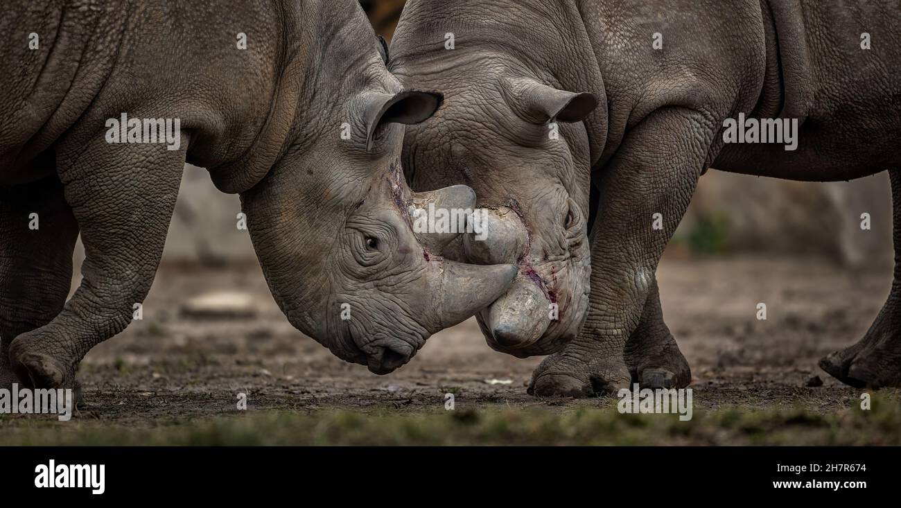 Rhino duel hi-res stock photography and images - Alamy