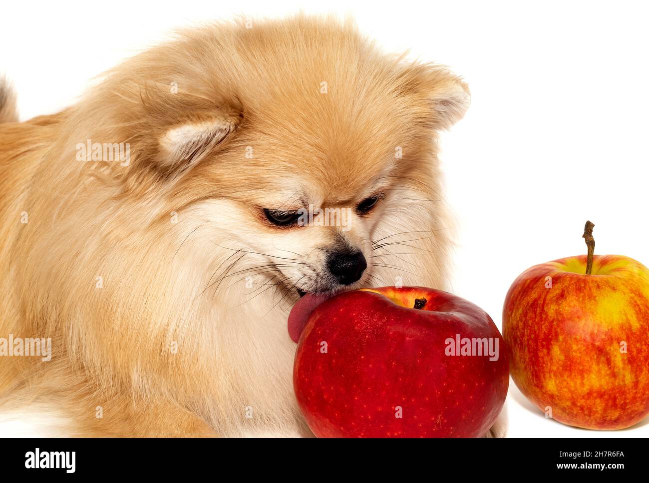 Can Pomeranians Eat Apples 