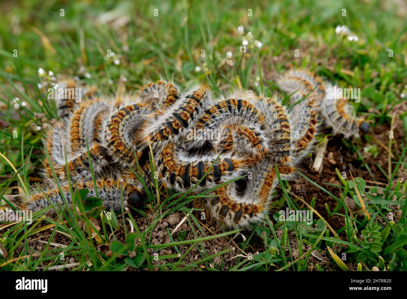 Pine caterpillar in a group Stock Photo