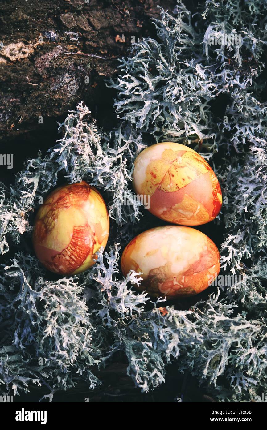 Onion peel colored hi-res stock photography and images - Alamy