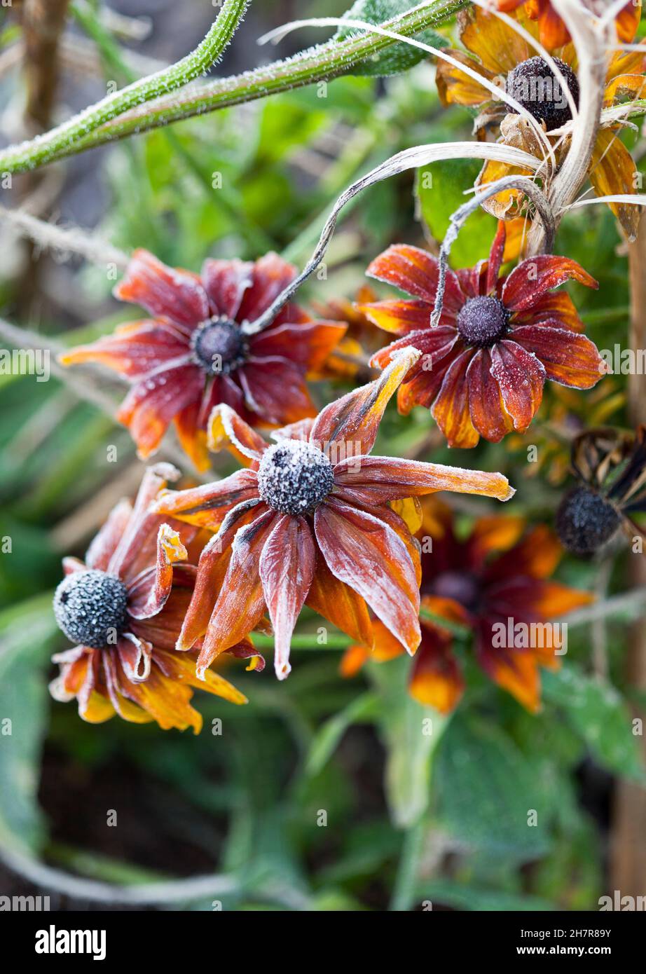 Frosty Rudbeckia flowers Stock Photo