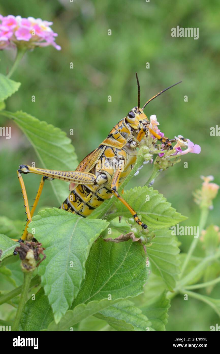 A huge yellow eats flowers Stock Photo Alamy