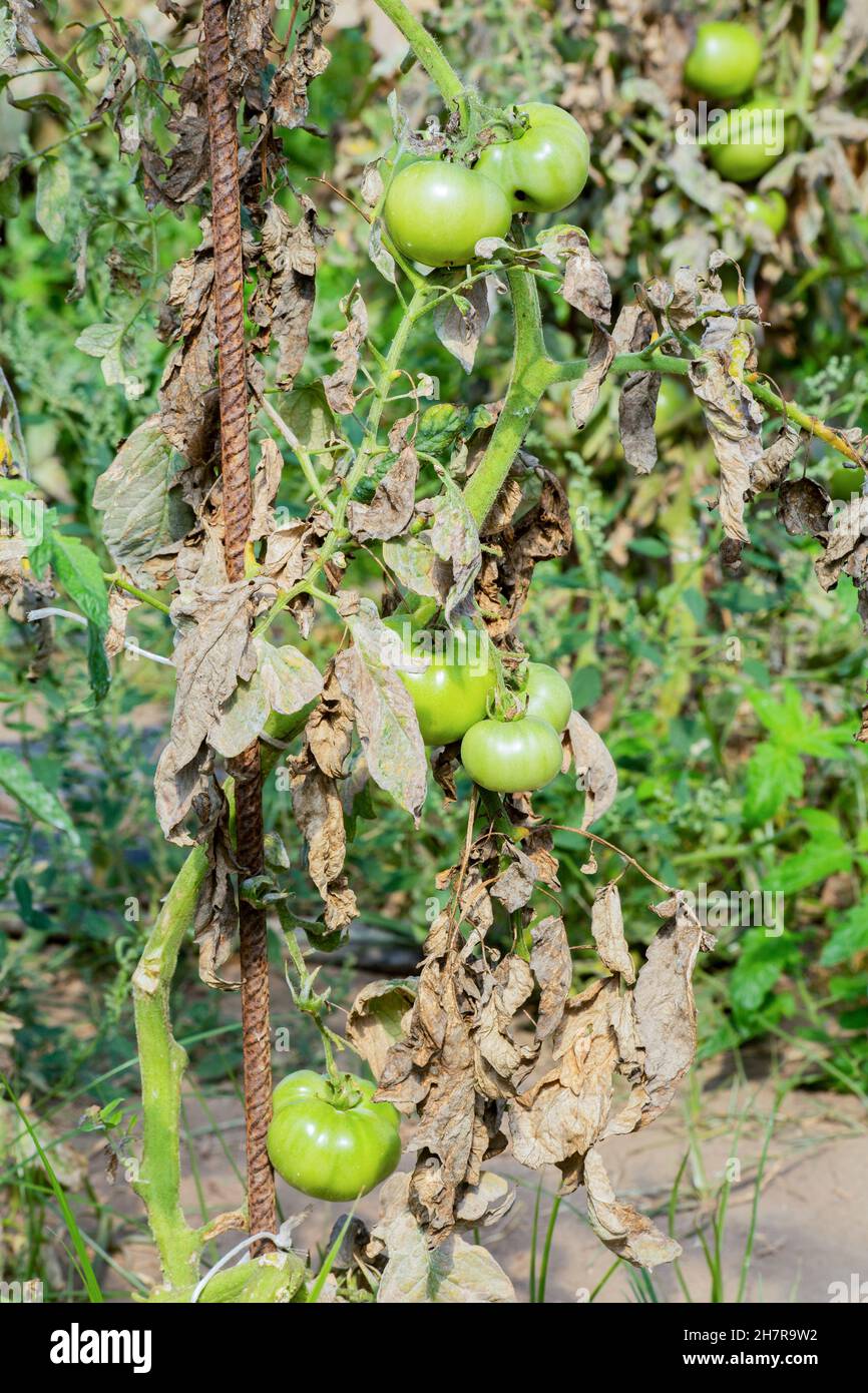 A tomato plant affected by fusarium blight. Fusarium oxysporum Stock Photo
