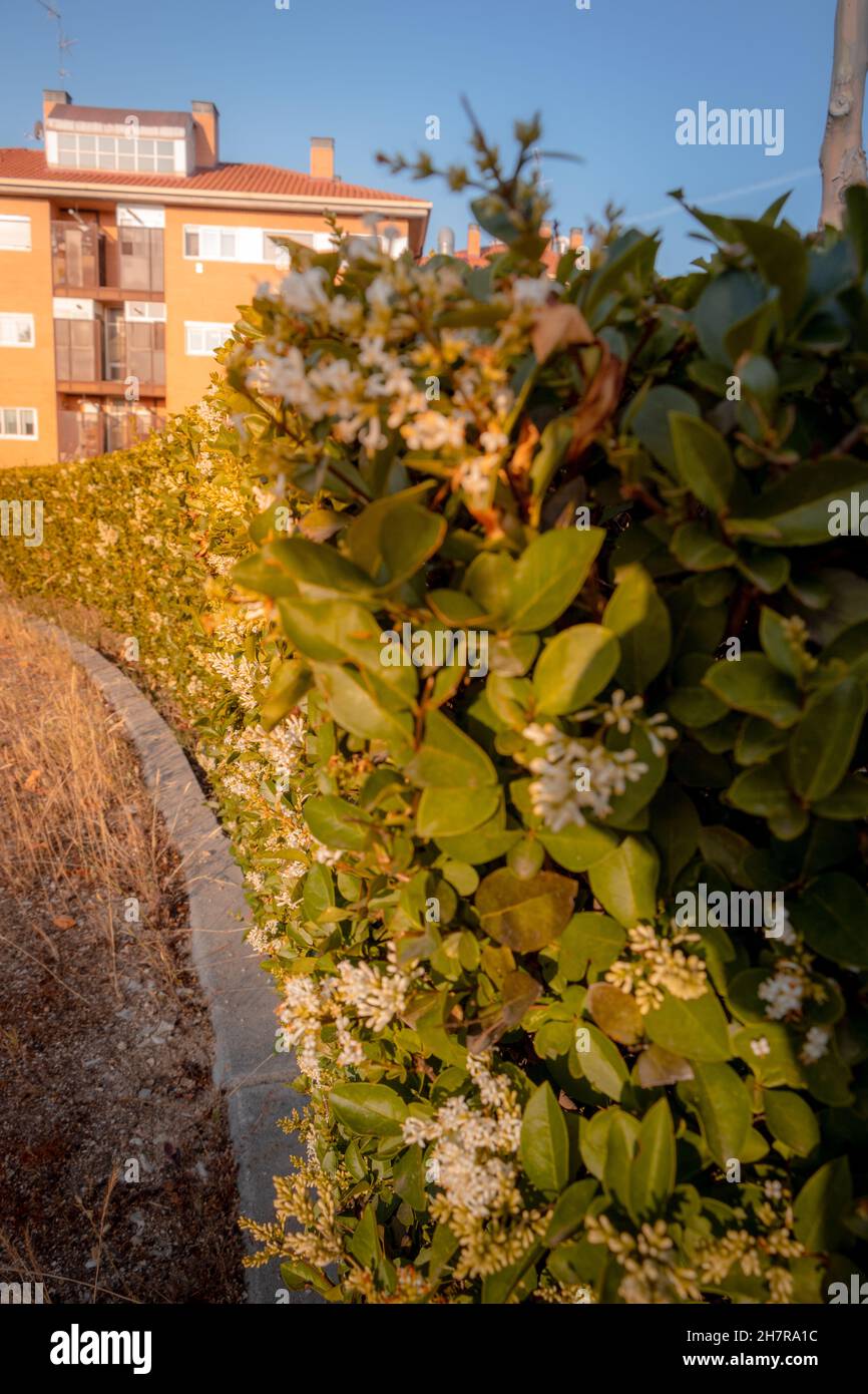 Vertical shot shrub wall hi-res stock photography and images - Alamy