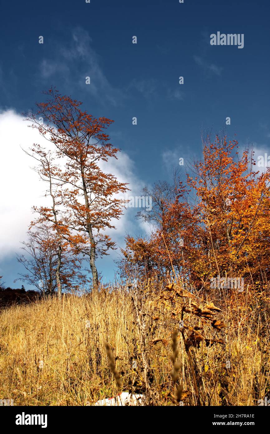 Mesmerizing view of autumn trees in the forest under a cloudy sky Stock ...