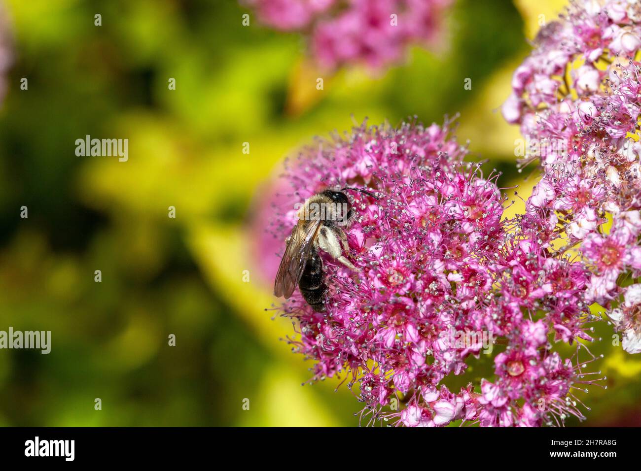 One single bee collecting pollen, sitting on a blooming Meadowsweet flower - filipendula rubra, on a sunny day, macro, extreme closeup, nobody, summer Stock Photo