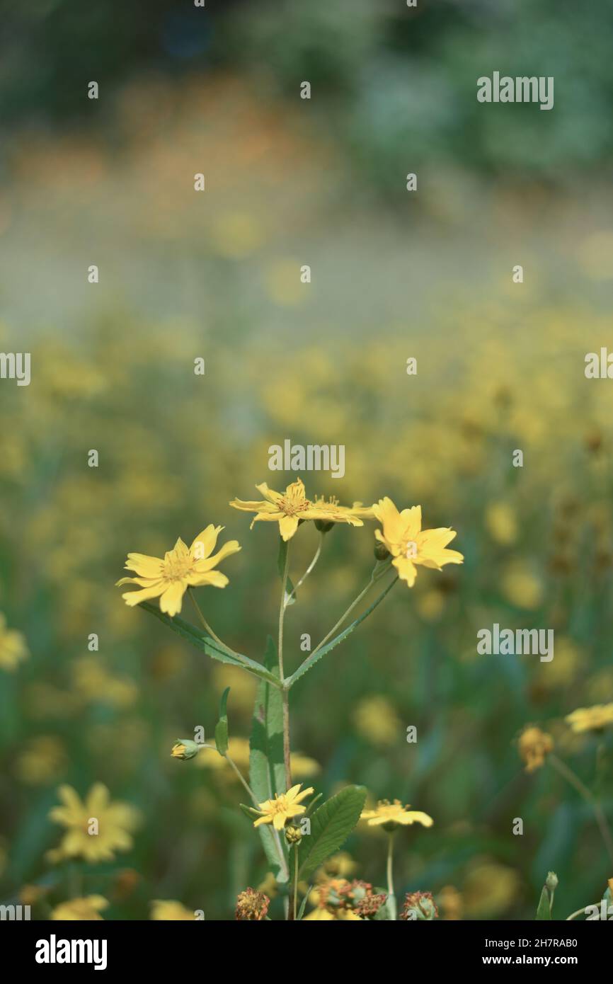 Selective focus shot of yellow Hypericums in the field Stock Photo