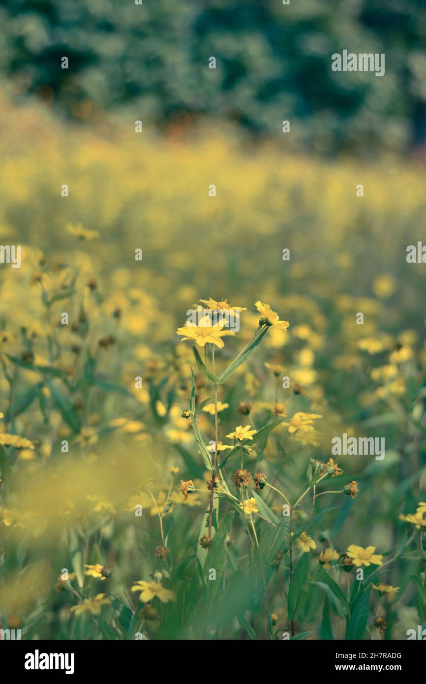 Selective focus shot of yellow Hypericums in the field Stock Photo