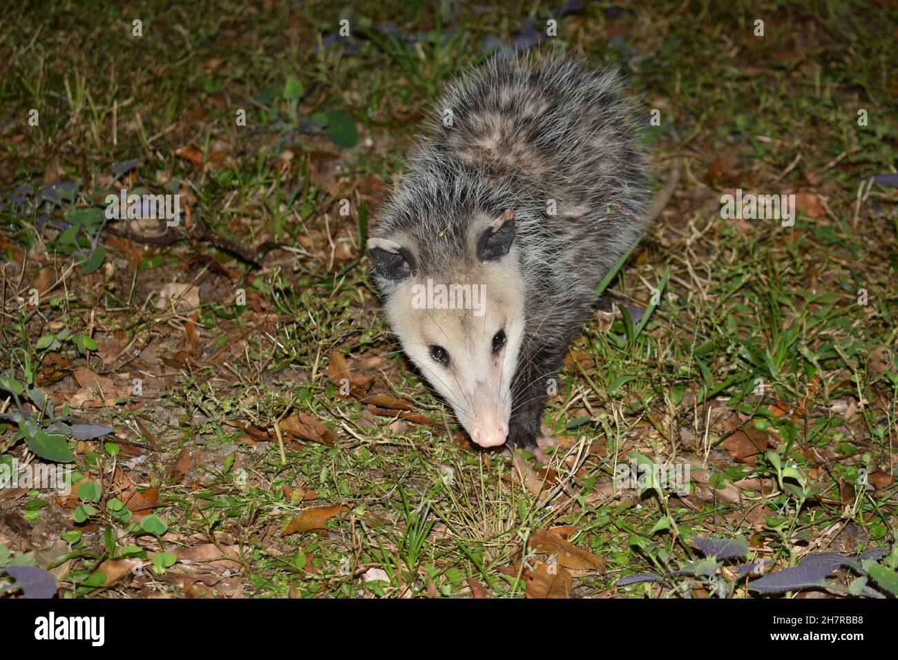 Close-up opossum facing forward in daytime. Stock Photo