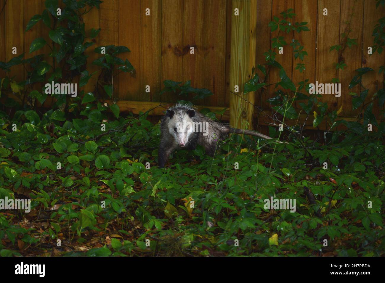 Wet Virginia Opossum facing forward with huge tail. Stock Photo