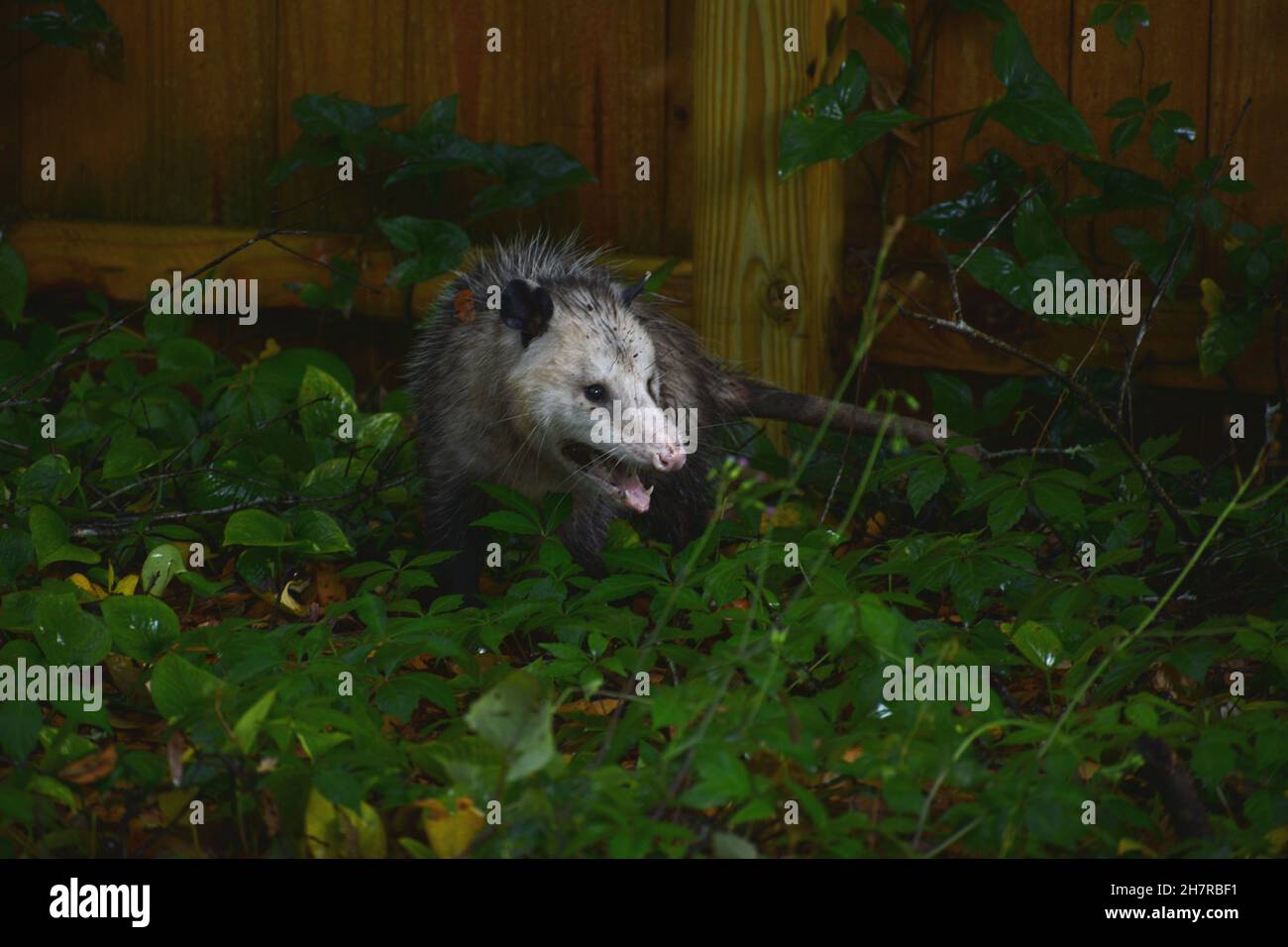 Possum in trap hi-res stock photography and images - Alamy