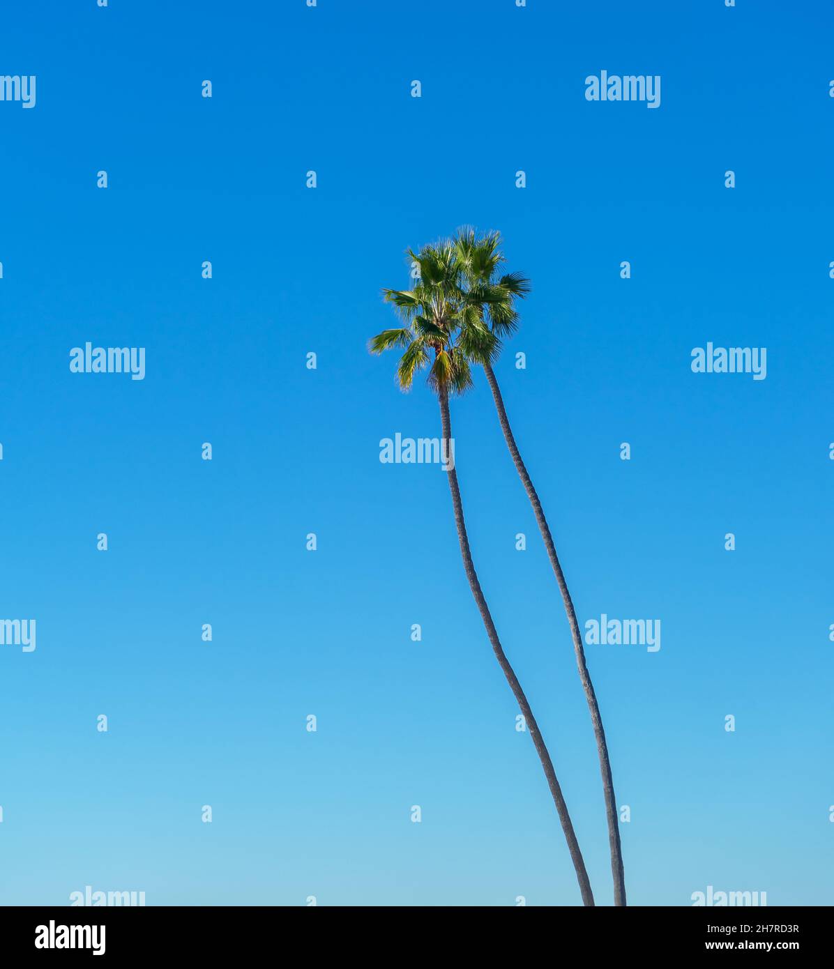 Two tall thin palm trees with blue sky Stock Photo