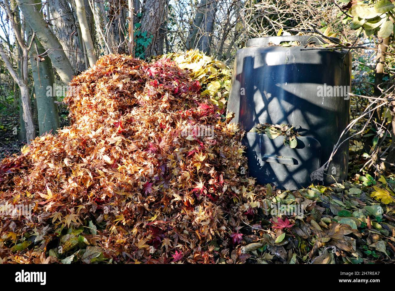 Schnellkomposter aus Plastik neben einem Laubhaufen mit Blättern verschiedener Bäume Stock Photo