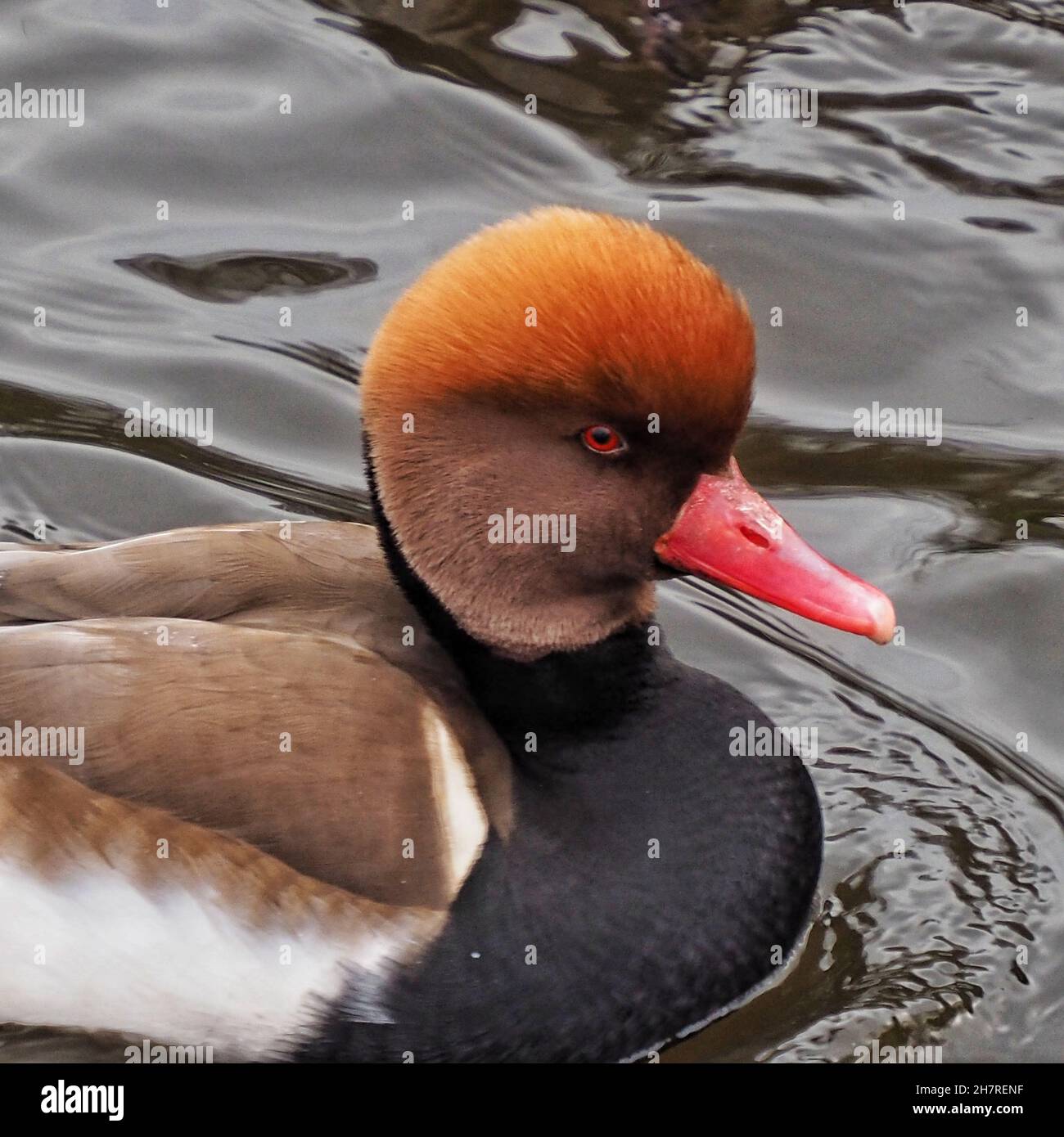 Red Crested Pochard Stock Photo