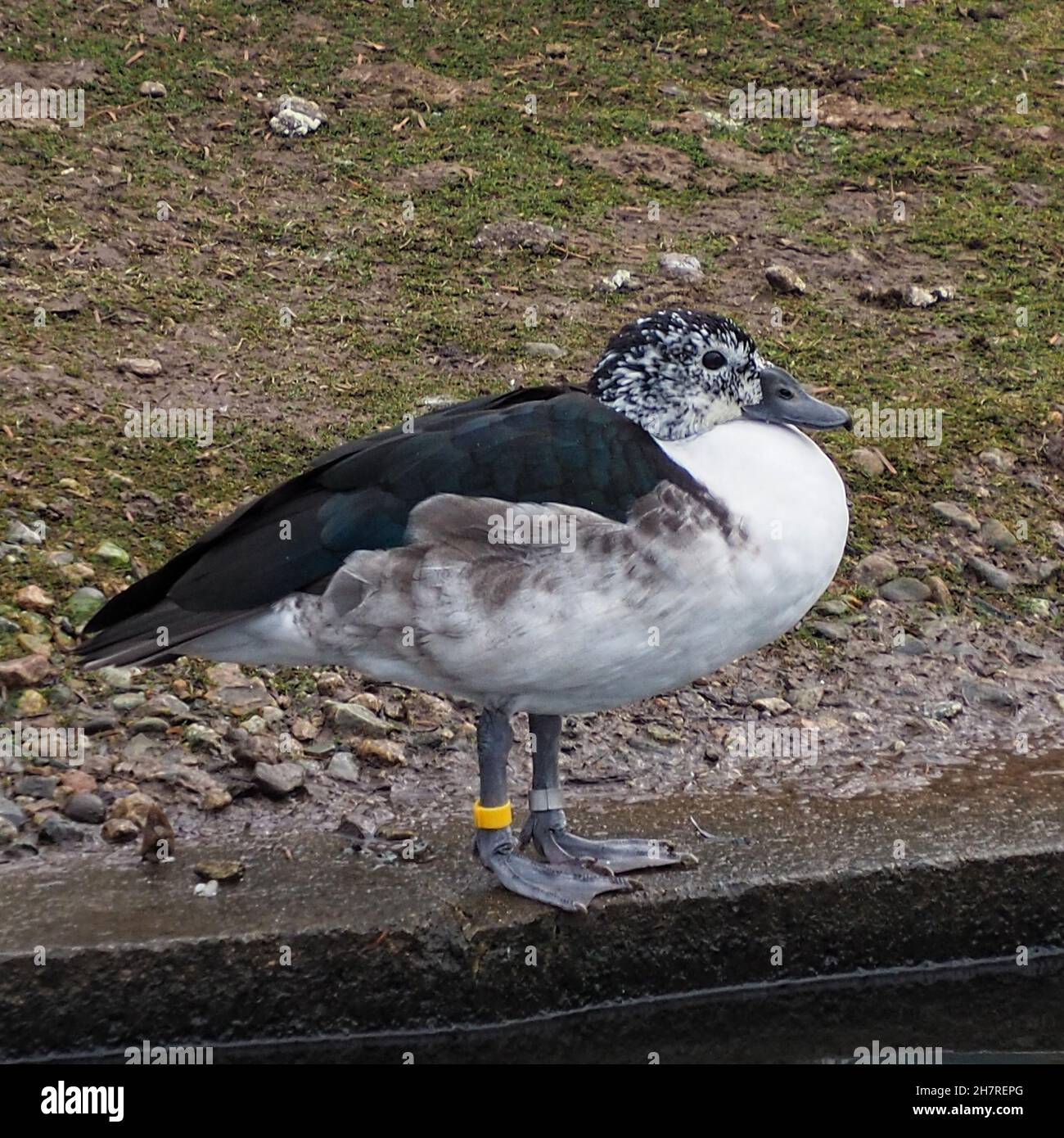 Knob-billed Duck Stock Photo