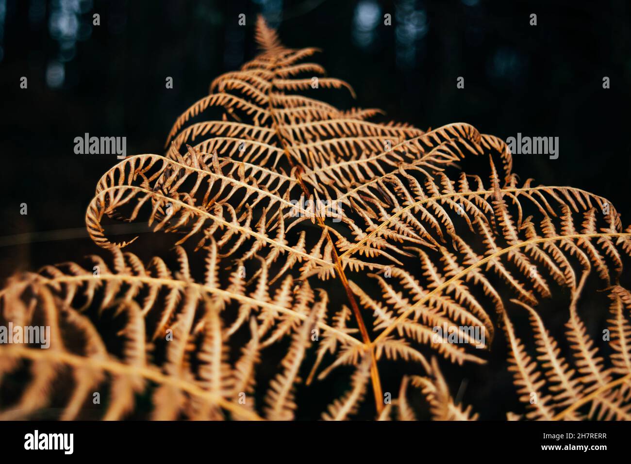 Blurry dark background image hi-res stock photography and images - Alamy
