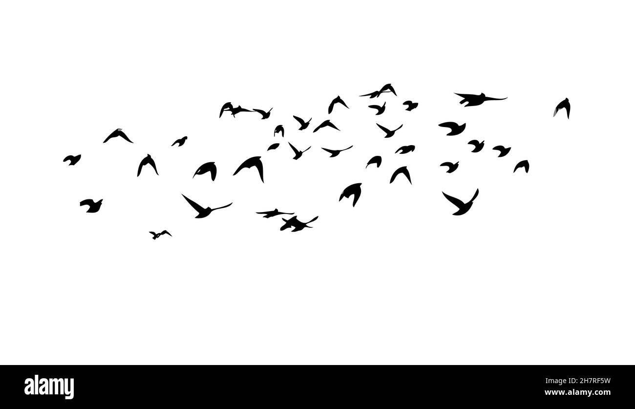 a flock of birds flying off. black and white vector illustration Stock Vector