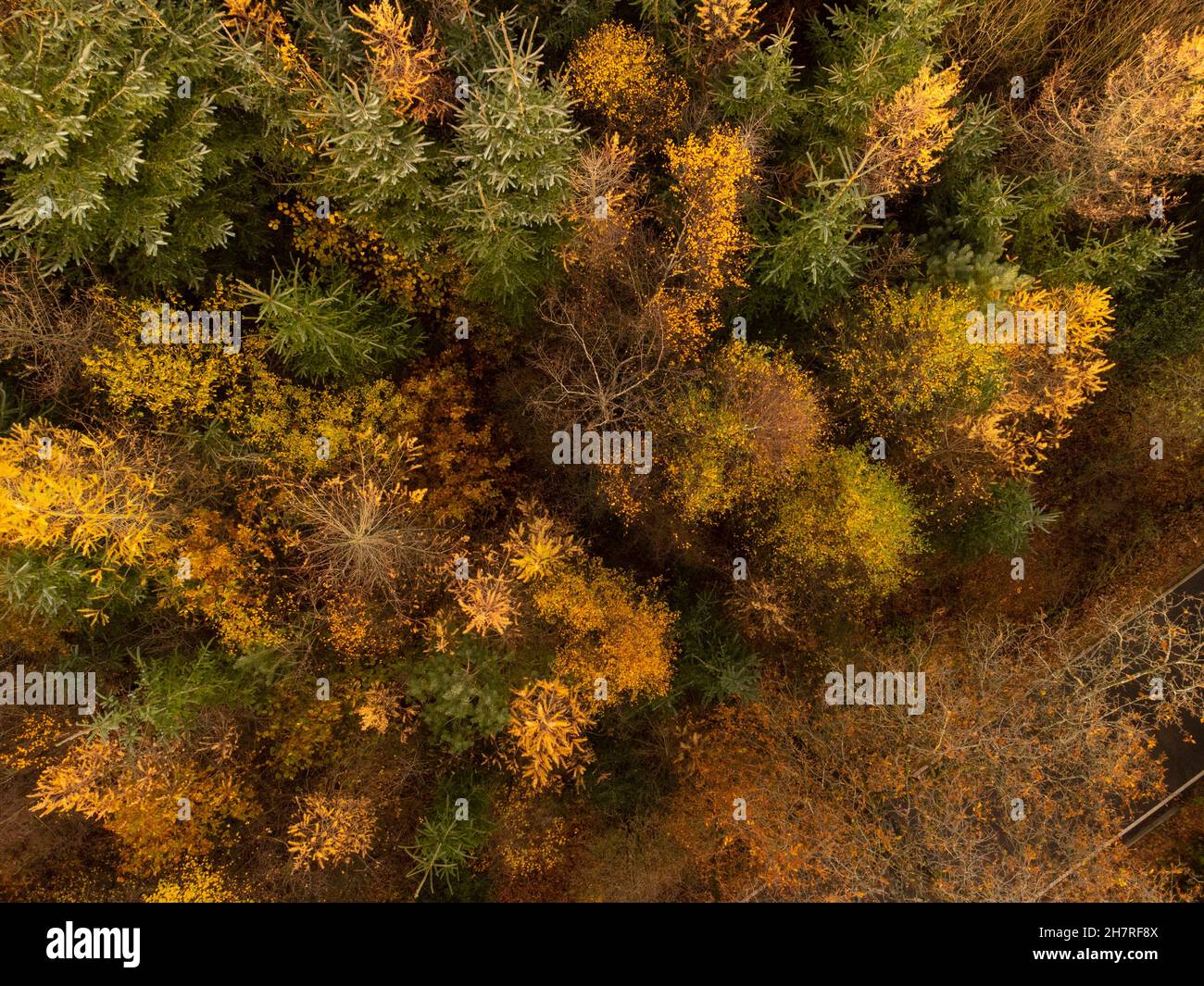 Autumn trees in a Yorkshire forest from above aerial photo. Stock Photo