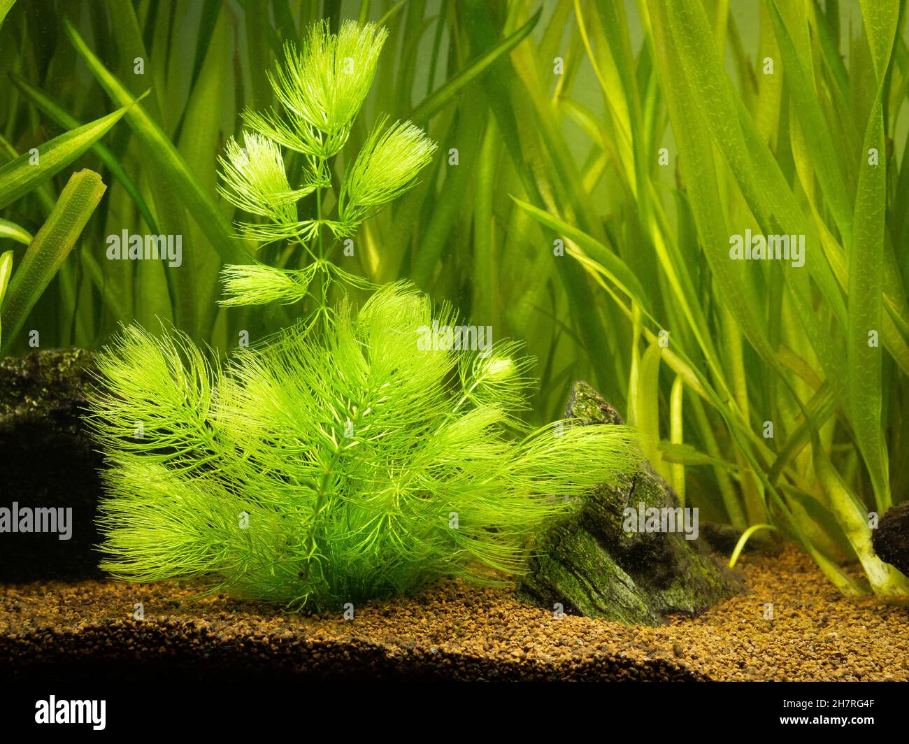 Hornwort plant (Ceratophyllum demersum) on a fish tank with blurred background Stock Photo