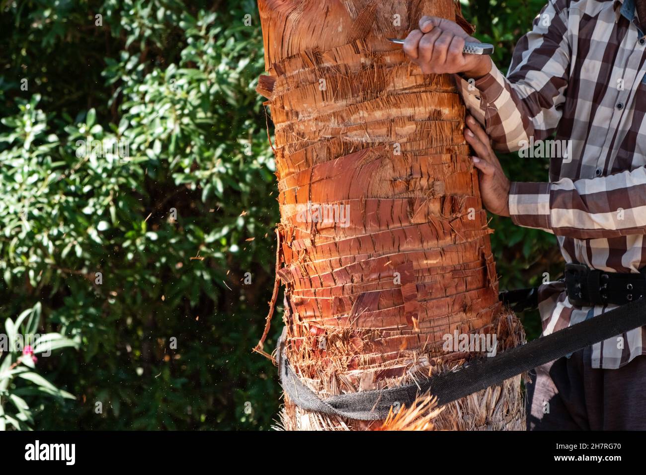 Pruning a palm tree hires stock photography and images Alamy