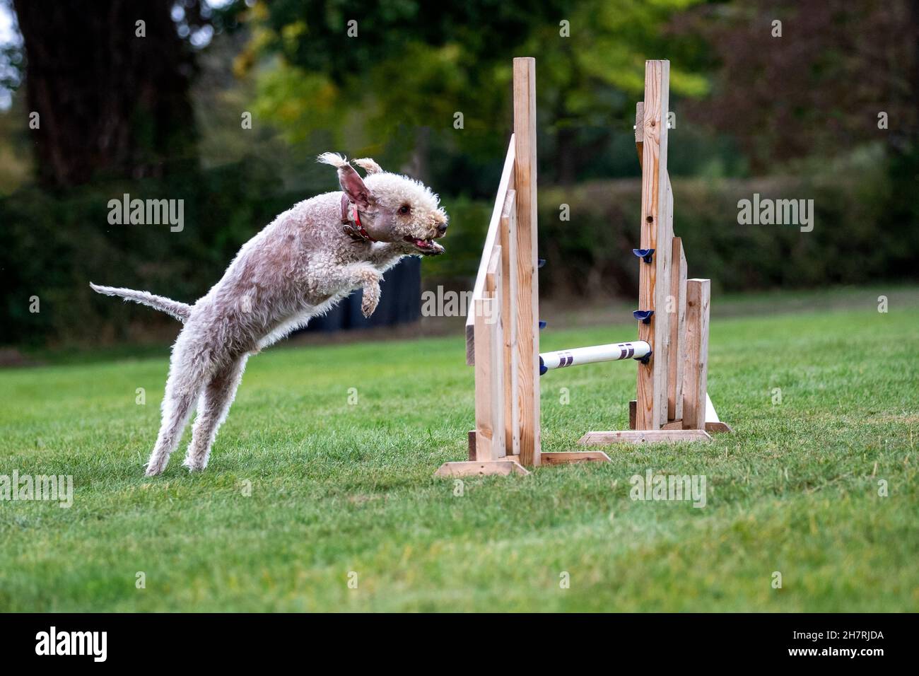 Bedlington Terrier competing in agility Stock Photo