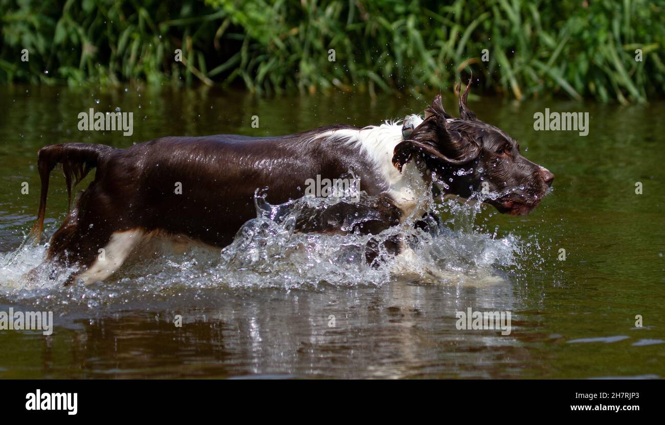 Springer Spaniel in the river Stock Photo