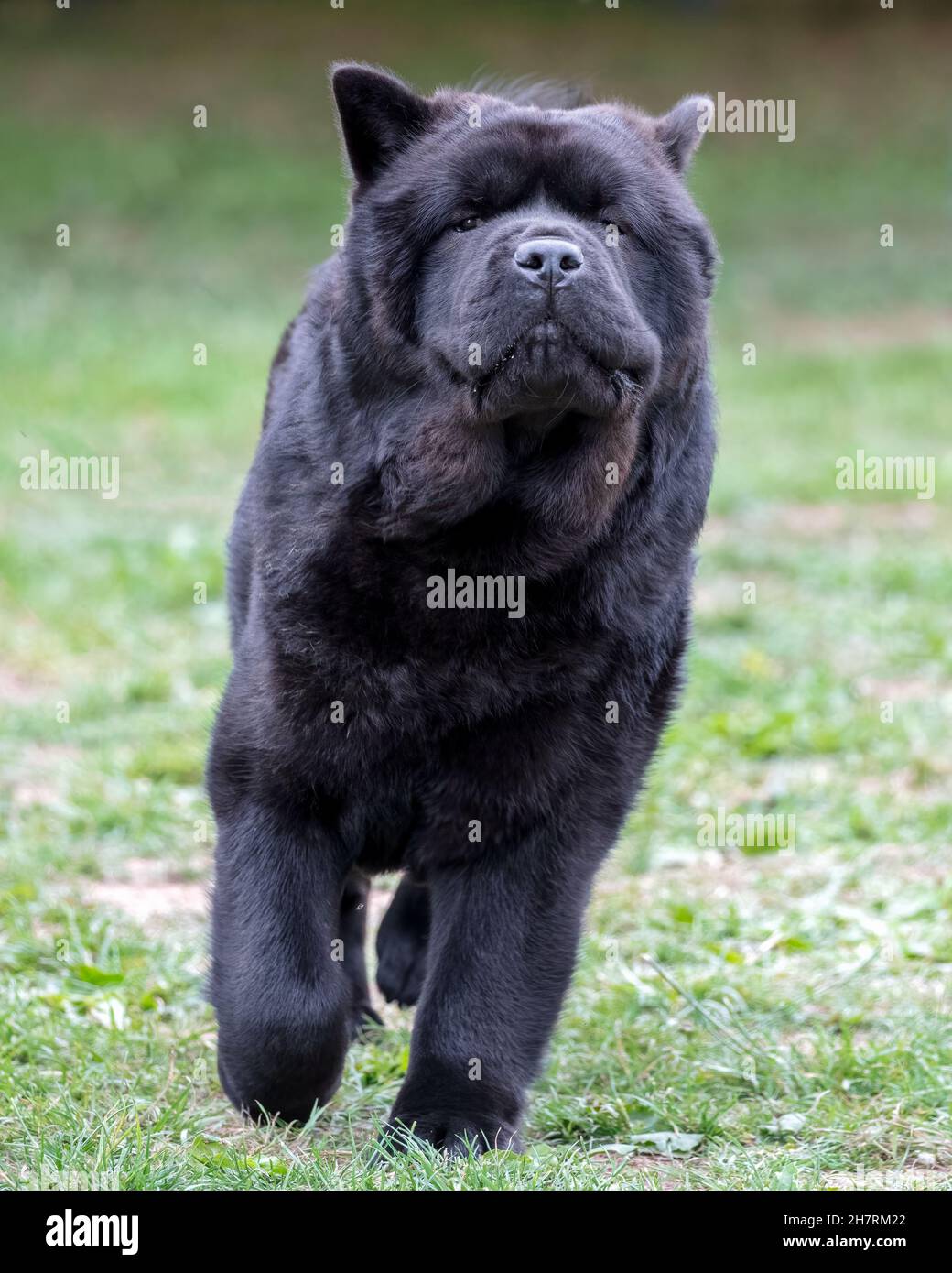 Smooth coated Chow Chow Stock Photo - Alamy