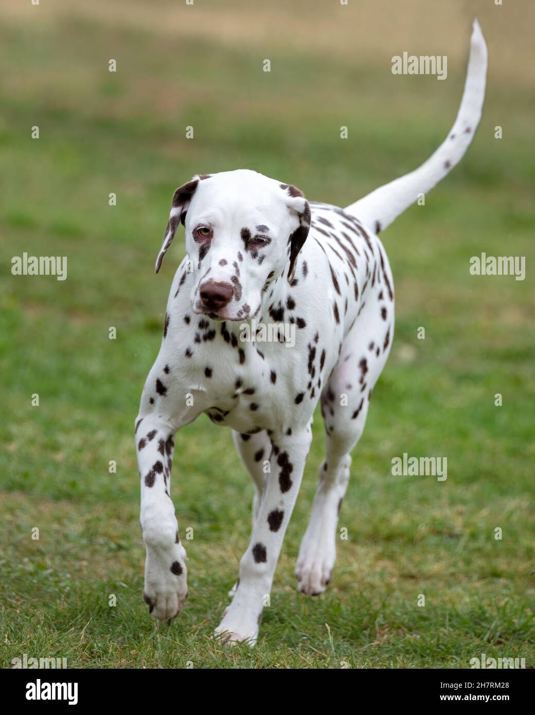 Liver Spotted Dalmatian Stock Photo Alamy