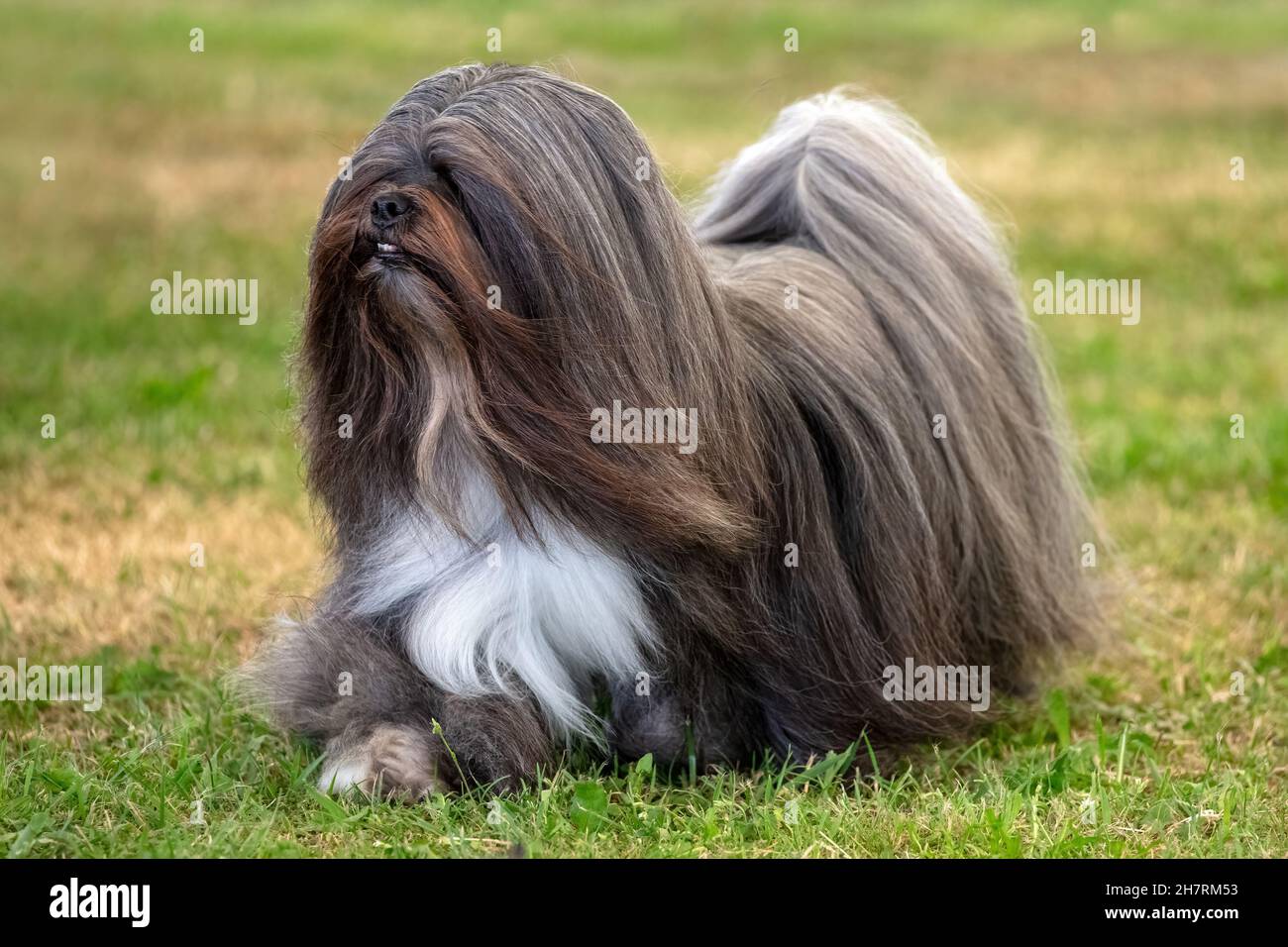 Long haired Lhasa Apso Stock Photo