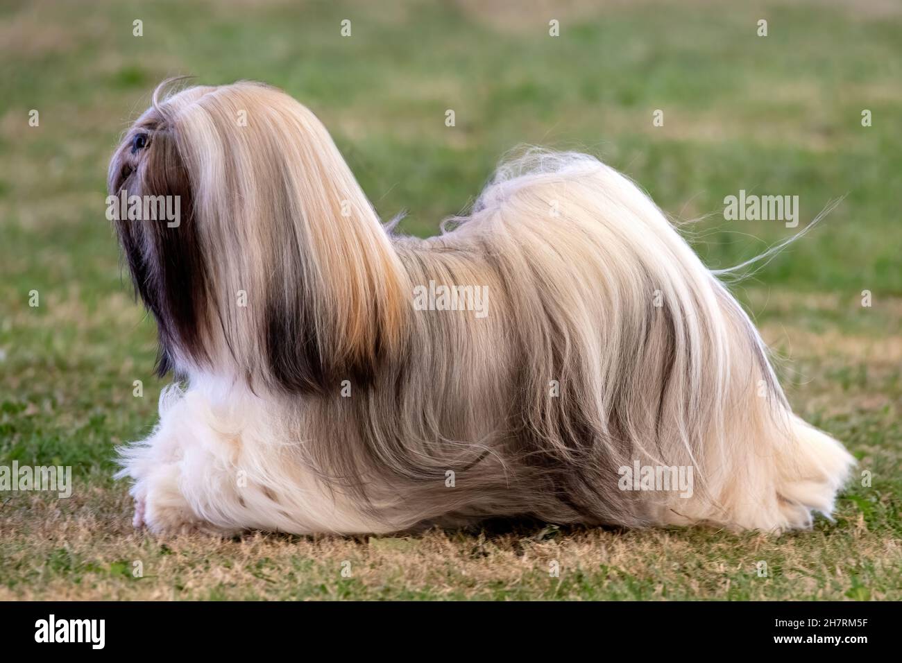 Long haired Lhasa Apso Stock Photo