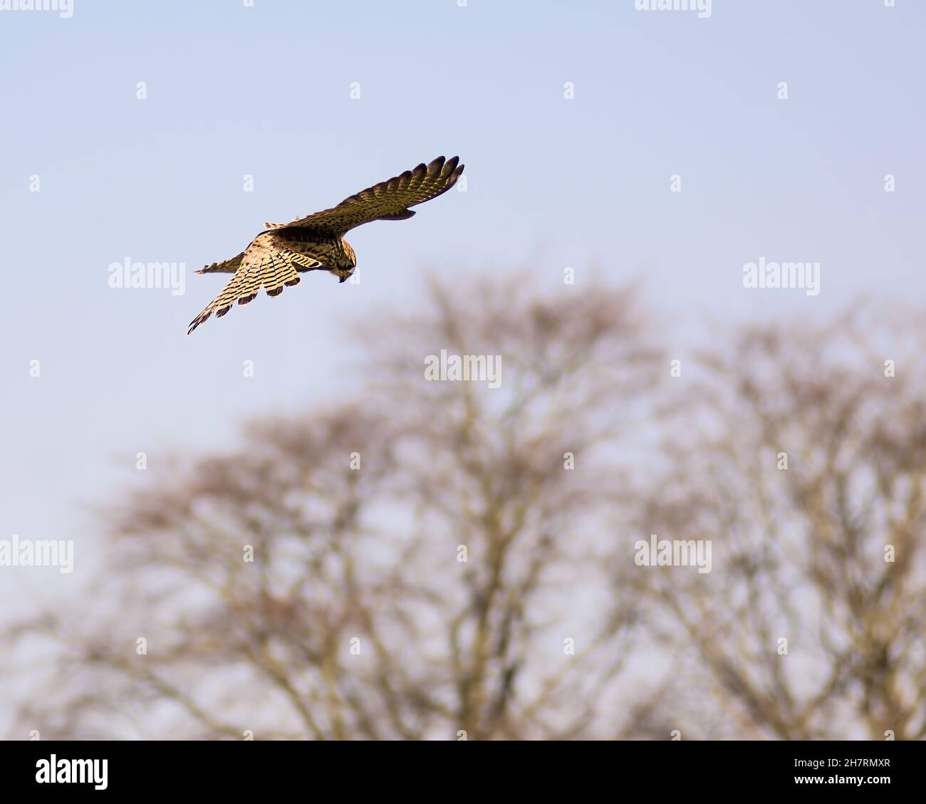 KESTREL HOVERING ABOVE TREE TOPS Stock Photo - Alamy