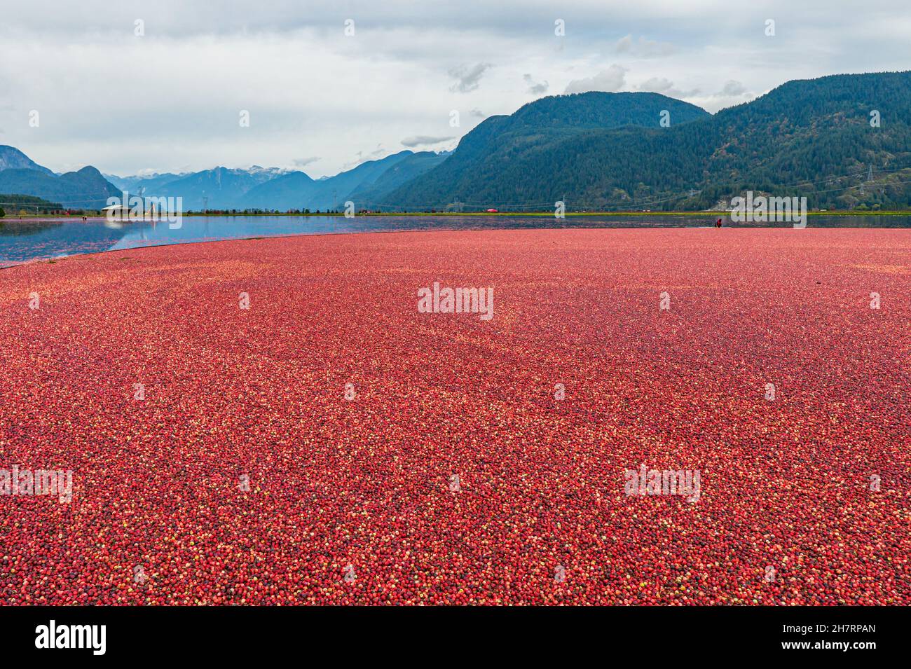 Stunning view of the cranberry harvest process, floating cranberries in