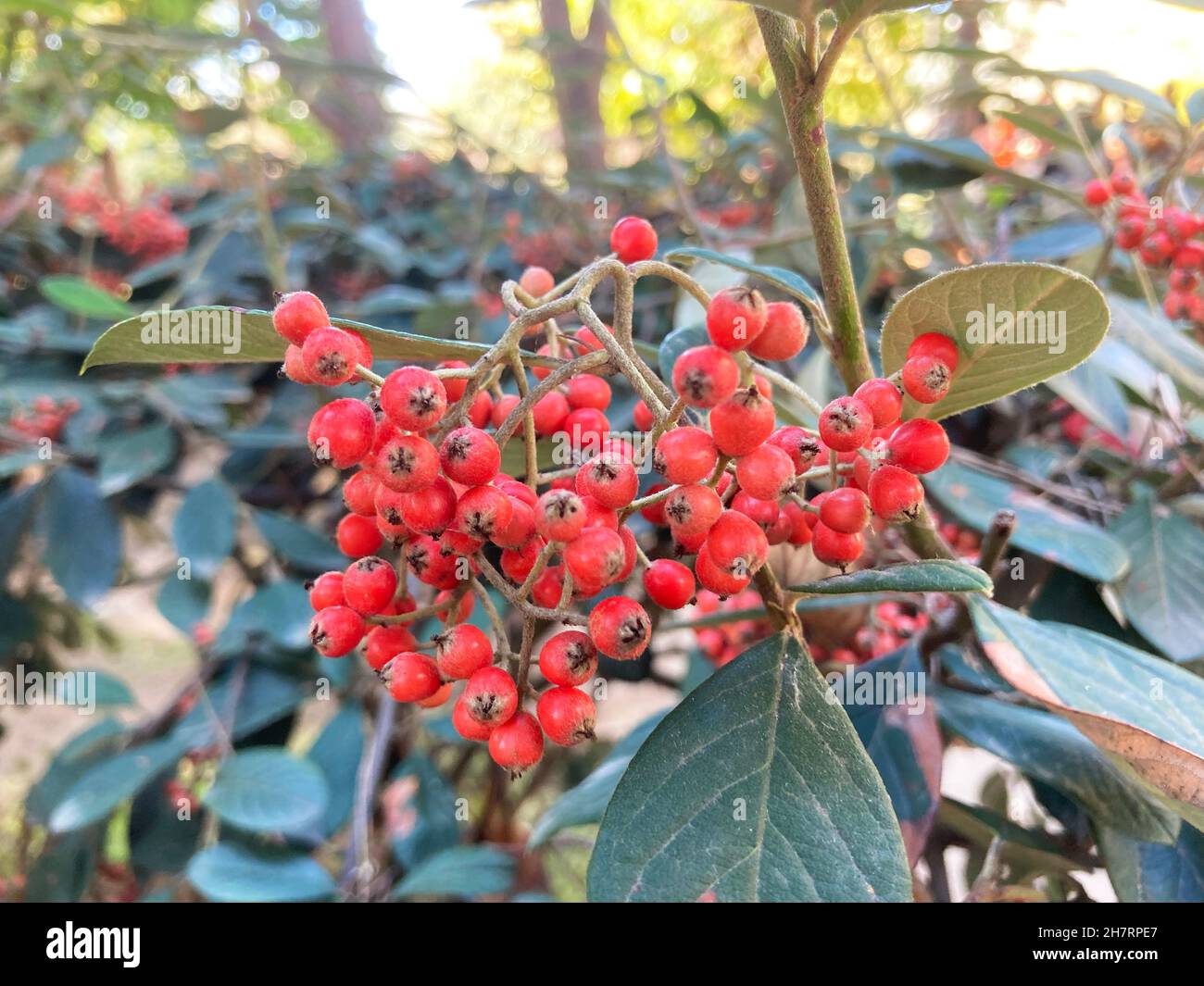 Cotoneaster lacteus shrub. red berries with leaf Stock Photo