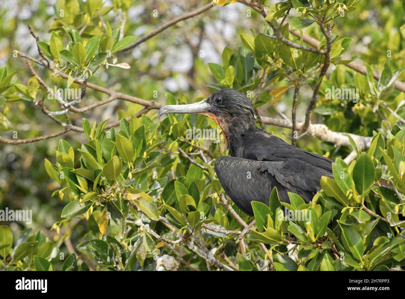 Side profile of the magnificent frigatebird (Fregata magnificens) on a ...