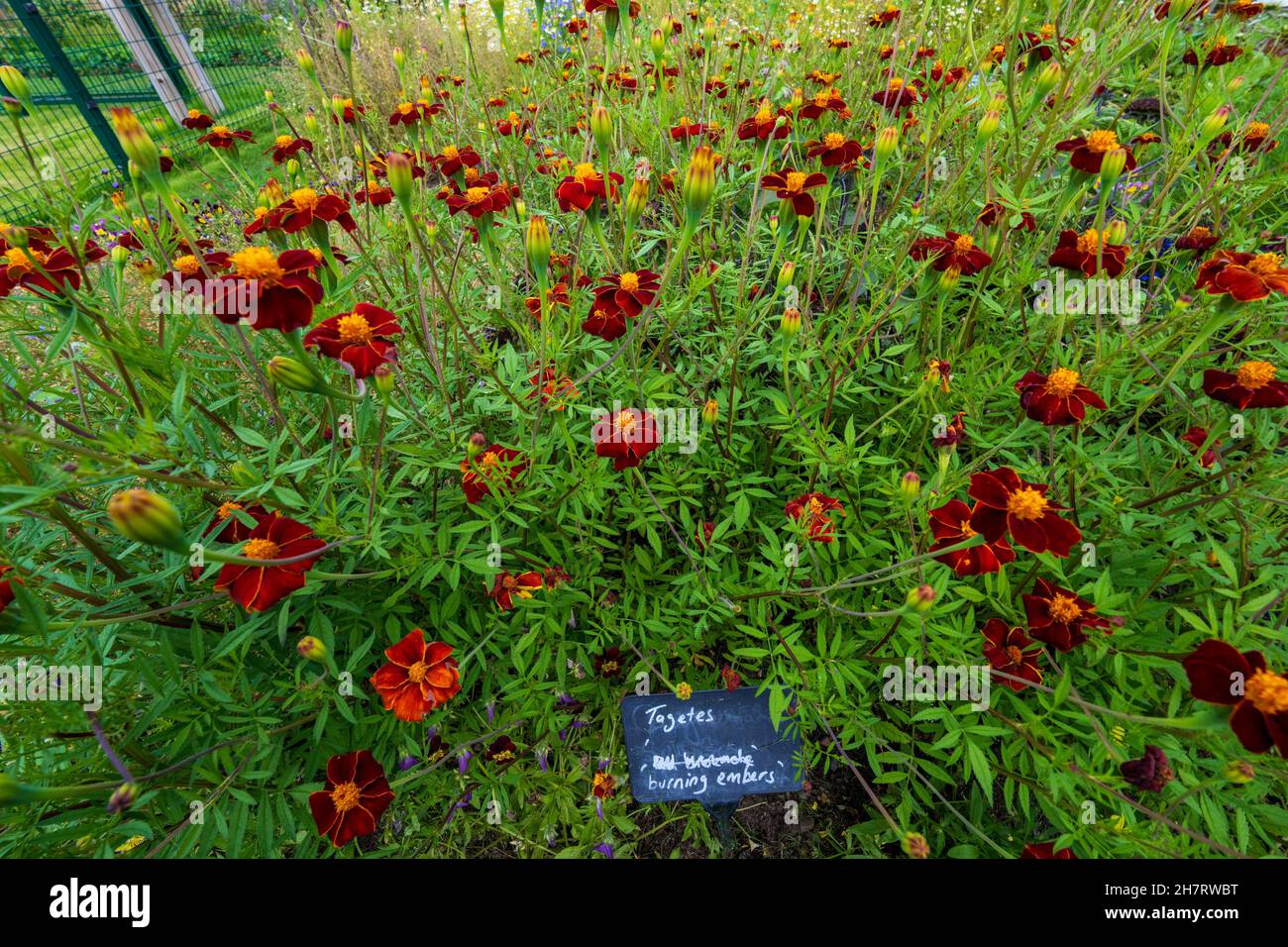 Flower Garden National Park Edinburgh Stock Photo