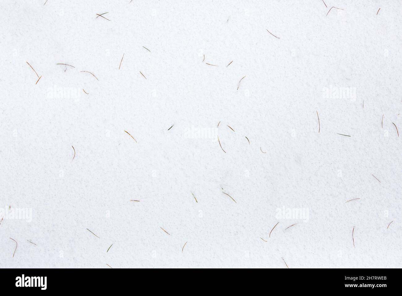 Close-up image of the snow covered forest floor with fallen Pine needles scattered around, creating an  abstract background or textures image. Stock Photo