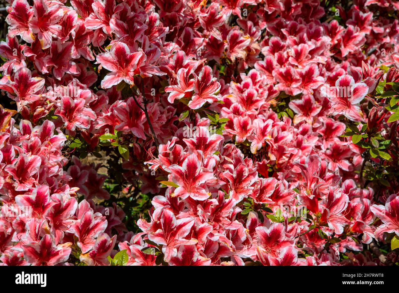 Cornwall Rhododendron Species Rhododendrons High Resolution Stock Photography and Images - Alamy