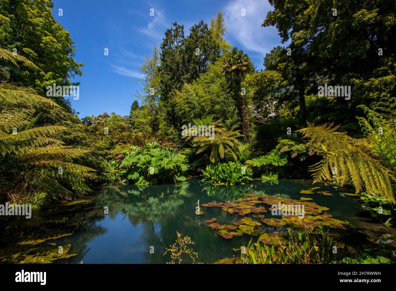 A beautiful view of a lake in the Jungle area of the Lost Gardens of Heligan in Cornwall, UK. Stock Photo