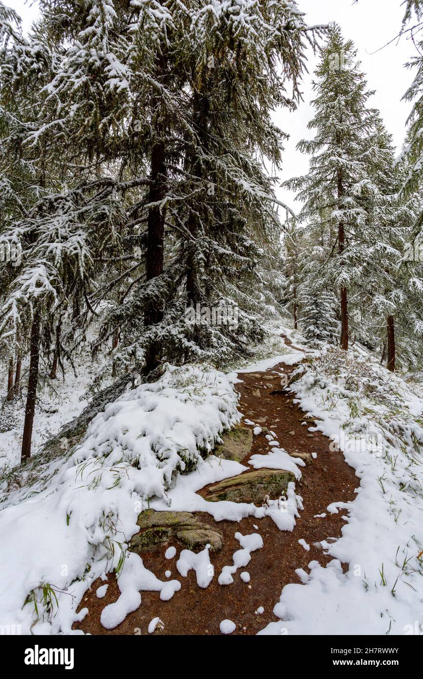 Winter wonderland: Beautiful hiking trail into a pine tree forest covered with fresh fallen snow. Stock Photo