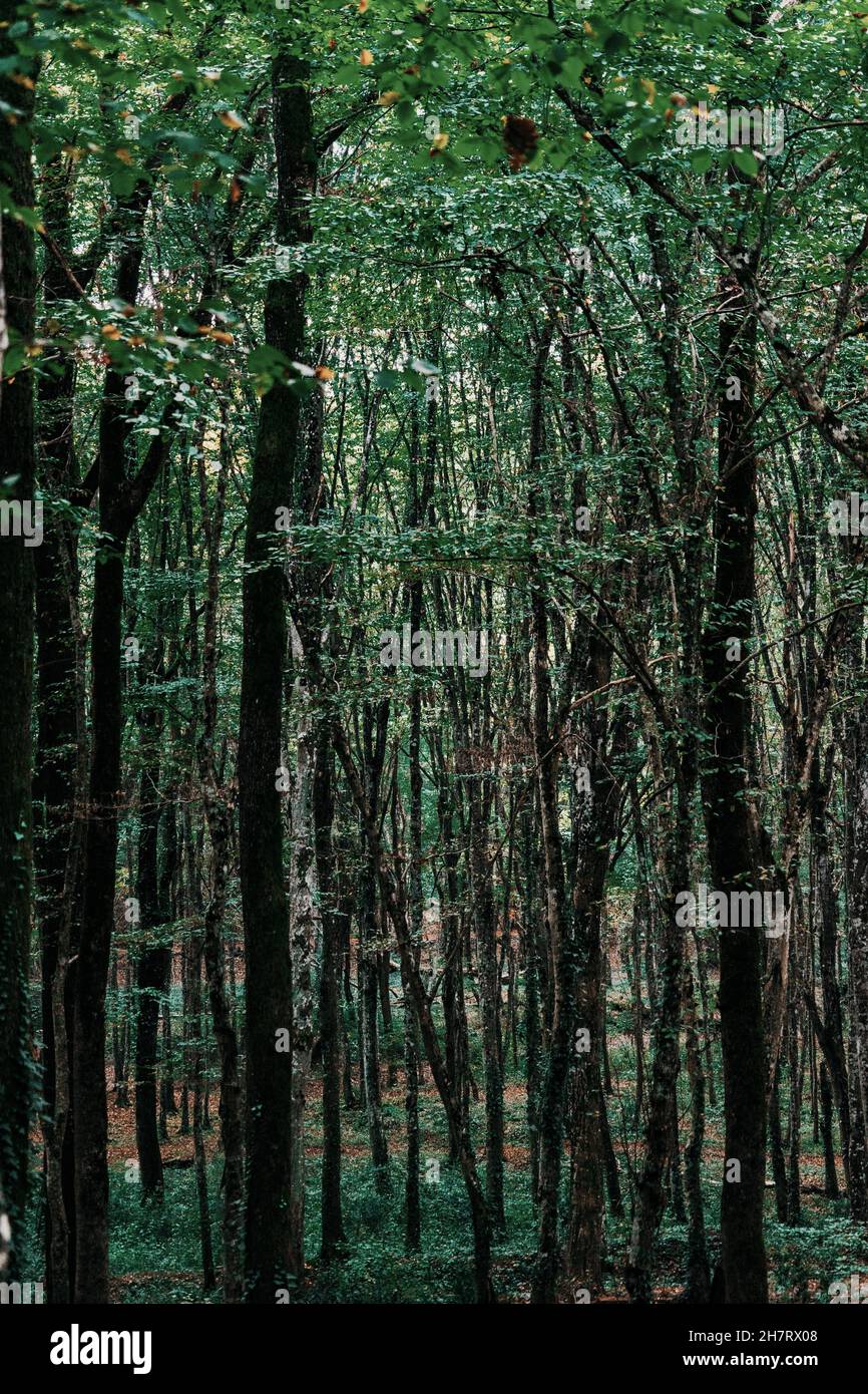 Vertical shot tall beautiful trees hi-res stock photography and images ...