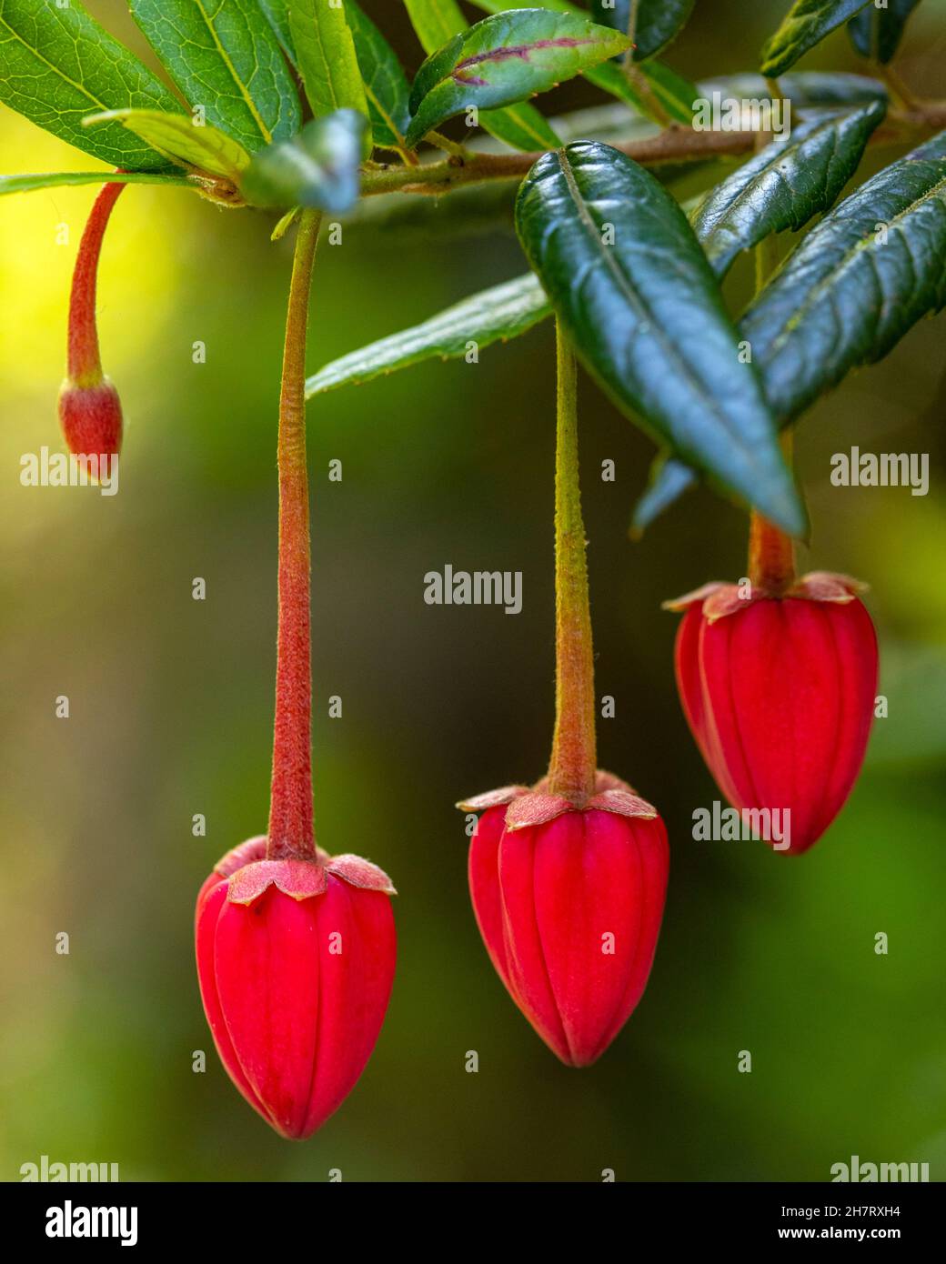 Close-up of the buds on a Chilean Lantern Tree, formerly known as Crinodendron hookerianum. Stock Photo