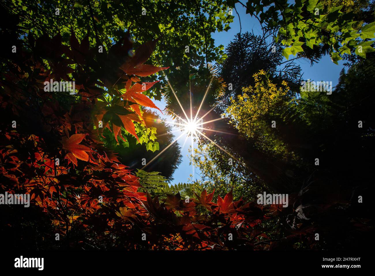 Sunburst breaking through trees hi res stock photography and images Alamy